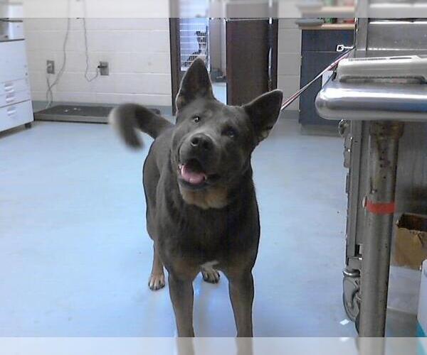 Medium Photo #1 Akita-Unknown Mix Puppy For Sale in Fayetteville, NC, USA