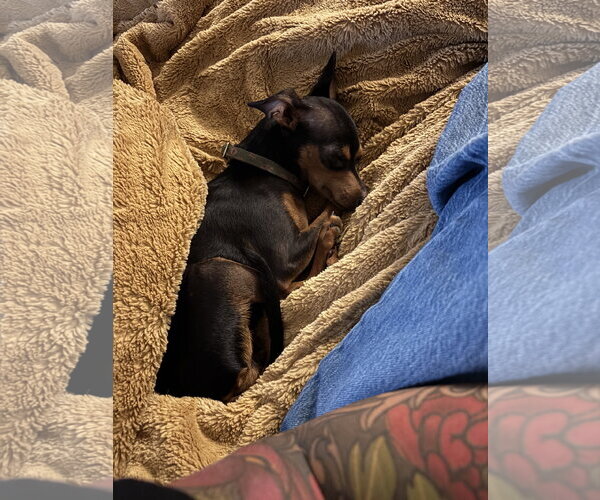 Medium Photo #7 Miniature Pinscher-Unknown Mix Puppy For Sale in Sandy, UT, USA