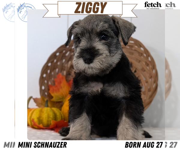 Medium Photo #1 Schnauzer (Miniature) Puppy For Sale in GOSHEN, IN, USA