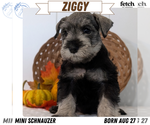 Puppy Ziggy Schnauzer (Miniature)