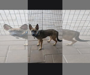 Thor 6582 - Male German Shepherd Dog-Unknown Mix Dog for Adoption - Photo #7