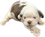 Puppy 1 Shih Tzu