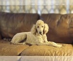 Small Photo #1 Labradoodle Puppy For Sale in MOMEYER, NC, USA