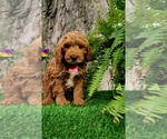 Small Goldendoodle (Miniature)