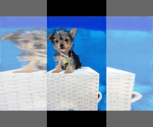 Yorkshire Terrier Puppy for sale in INDIANAPOLIS, IN, USA