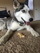 Small Photo #1 Siberian Husky Puppy For Sale in UNCASVILLE, CT, USA