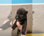 Small #1 Siberian Husky