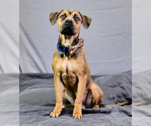 Mutt Dogs for adoption in Riverside, CA, USA