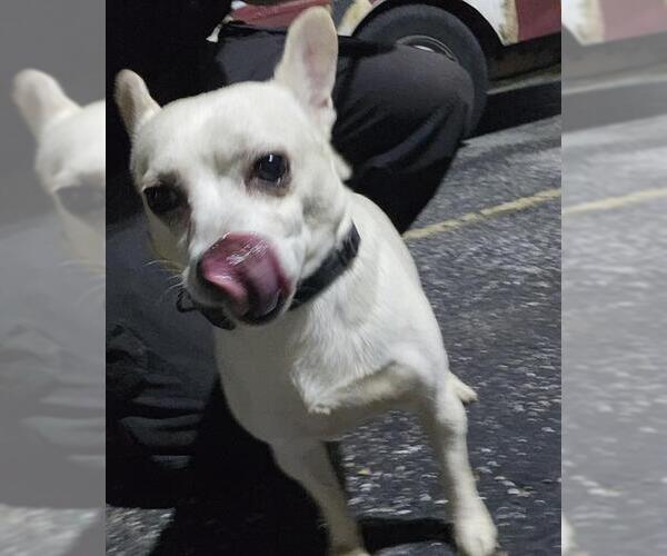 Medium Photo #1 Chihuahua-Unknown Mix Puppy For Sale in San Antonio, TX, USA