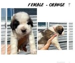 Puppy Orange Saint Bernard