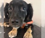 Small #1 Chihuahua Mix