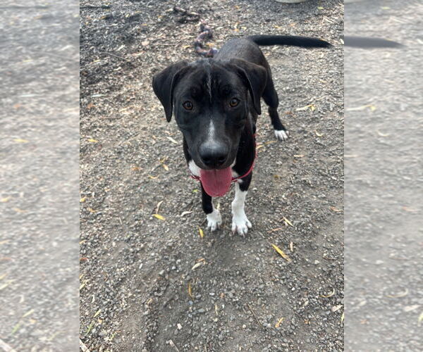 Medium Photo #4 Mutt Puppy For Sale in Elmsford, NY, USA