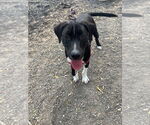 Small #3 Mutt
