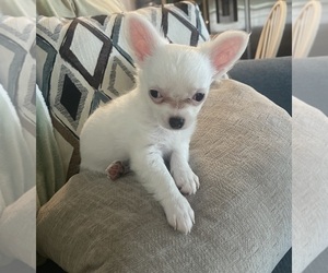 Chihuahua Puppy for sale in VERO BEACH, FL, USA