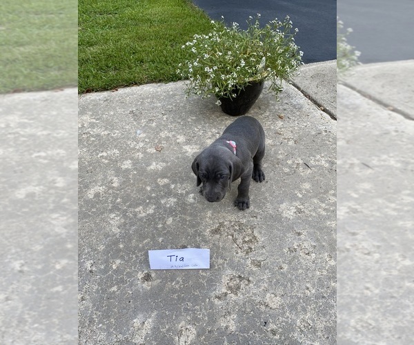 Medium Photo #1 Weimaraner Puppy For Sale in PESHTIGO, WI, USA