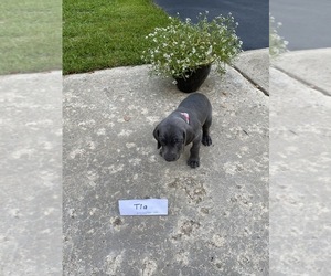 Weimaraner Puppy for sale in PESHTIGO, WI, USA