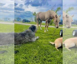 Father of the Irish Wolfhound puppies born on 05/03/2025