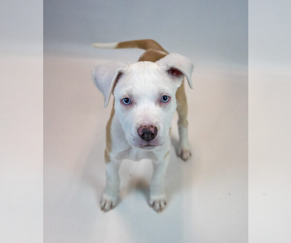 Medium Photo #5 Bulldog-Unknown Mix Puppy For Sale in Kennesaw, GA, USA