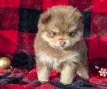 Puppy Zion Pomeranian