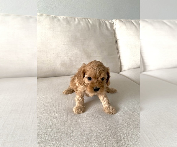 Medium Photo #6 Cavapoo Puppy For Sale in GRESHAM, OR, USA