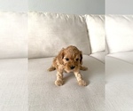 Small Photo #6 Cavapoo Puppy For Sale in GRESHAM, OR, USA