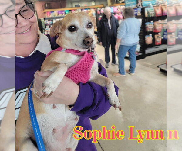 Medium Photo #25 Chiweenie Puppy For Sale in San Antonio, TX, USA