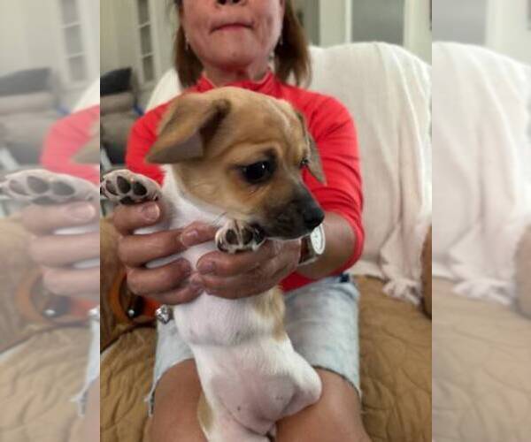Medium Photo #4 Chiweenie Puppy For Sale in LA PINE, OR, USA
