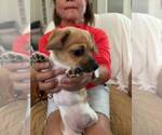Small #3 Chiweenie