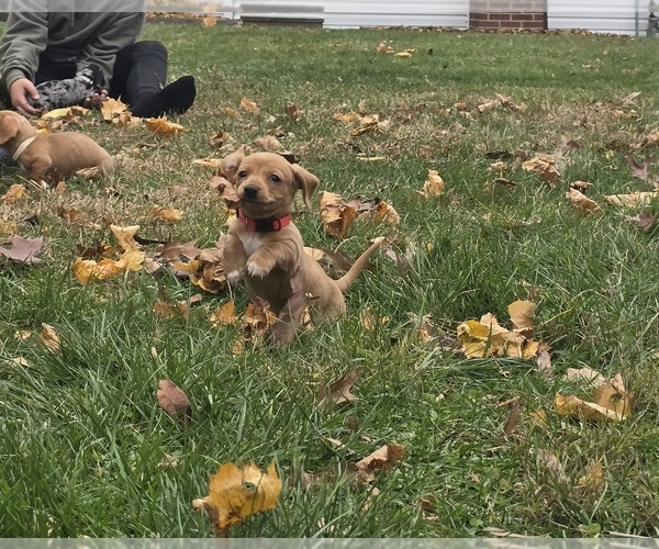 Medium Photo #17 Dachshund Puppy For Sale in ALTOONA, PA, USA