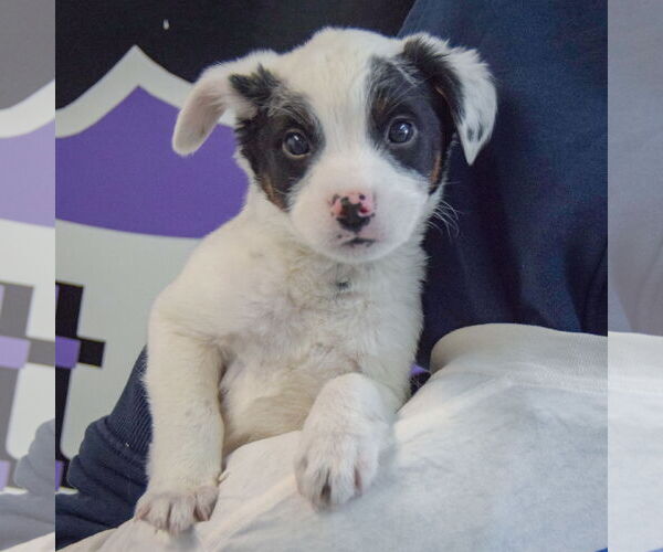 Medium Photo #4 Mutt Puppy For Sale in Huntley, IL, USA