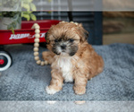 Small Photo #1 Shih Tzu Puppy For Sale in CHRISTIANA, PA, USA