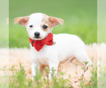 Puppy Chalupa Chihuahua