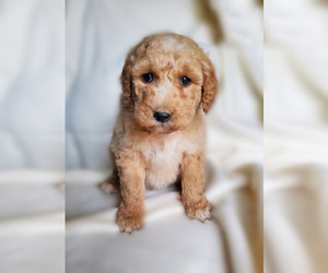 Goldendoodle (Miniature) Puppy for sale in APOPKA, FL, USA