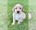 Small #3 Golden Retriever