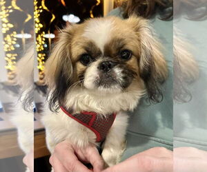 Pekingese Dogs for adoption in St. Louis Park, MN, USA