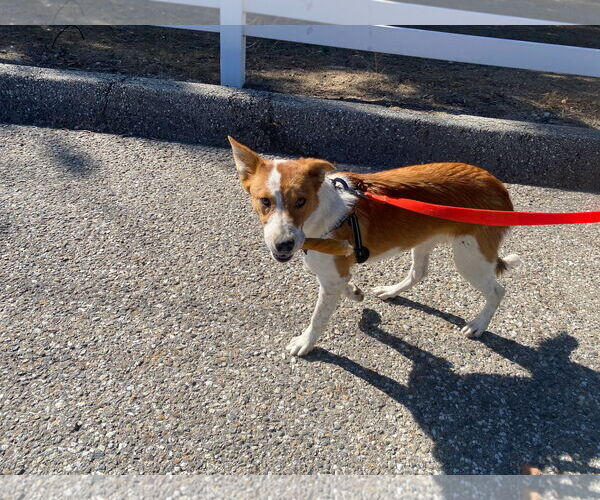Medium Photo #6 Border Collie-Unknown Mix Puppy For Sale in La Verne, CA, USA