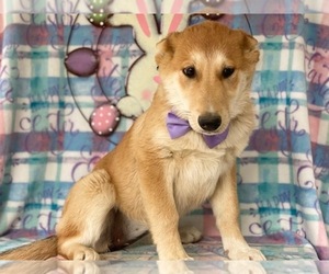 German Shepherd Dog-Shetland Sheepdog Mix Puppy for sale in LANCASTER, PA, USA