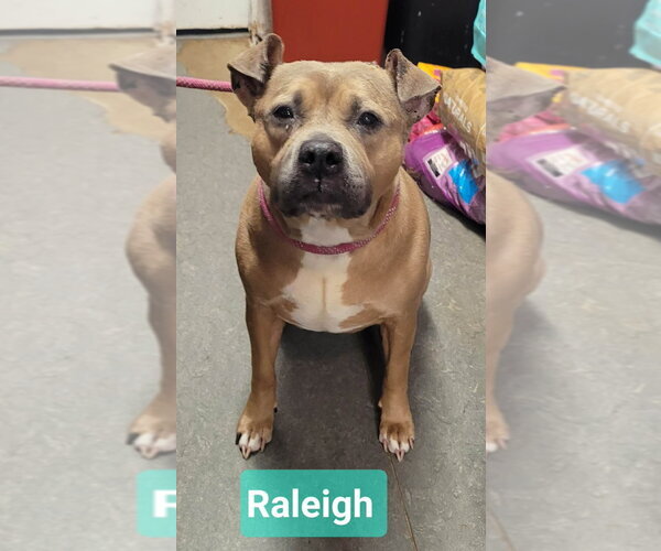 Medium Photo #2 Staffordshire Bull Terrier-Unknown Mix Puppy For Sale in Richmond, IN, USA