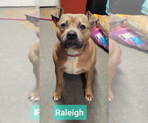 Raleigh - Female Staffordshire Bull Terrier-Unknown Mix Dog for Adoption - Photo #2