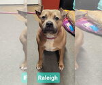 Small #1 Staffordshire Bull Terrier Mix