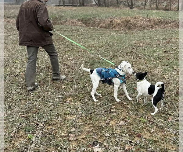 Medium Photo #5 Mutt Puppy For Sale in Westwood, NJ, USA