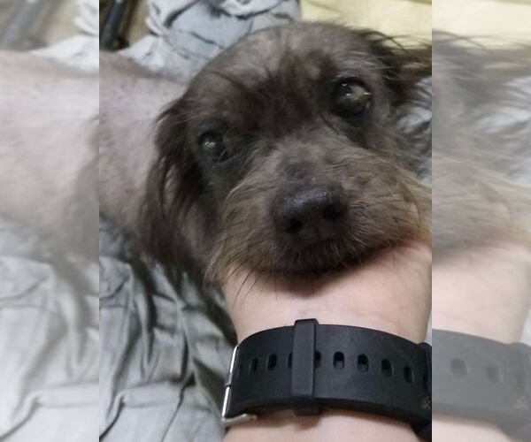 Medium Photo #3 Chihuahua-Unknown Mix Puppy For Sale in Foristell, MO, USA