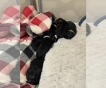 Small #4 German Shepherd Dog