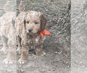 Goldendoodle Puppy for sale in CHATTANOOGA, TN, USA