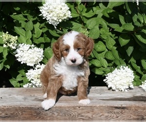 Cavapoo Puppy for sale in MILLERSBURG, OH, USA