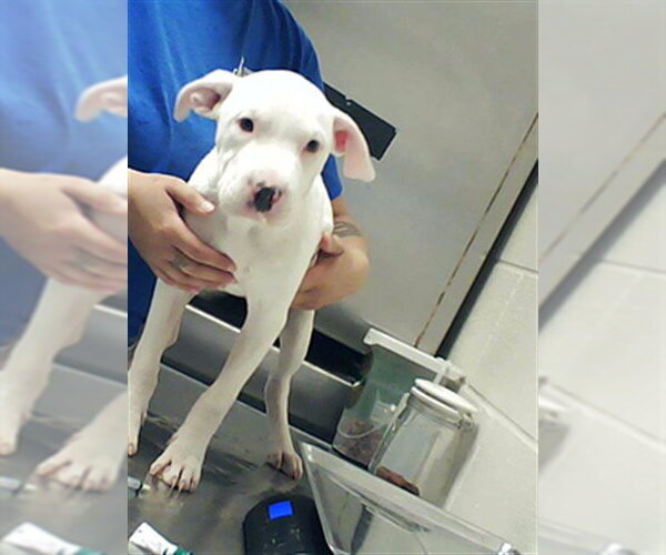 Medium Photo #1 American Bulldog Puppy For Sale in Fayetteville, NC, USA