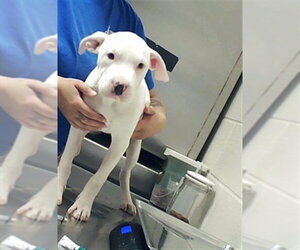 American Bulldog Dogs for adoption in Fayetteville, NC, USA