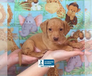 Dachshund Puppy for sale in WINNSBORO, LA, USA