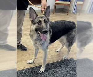 German Shepherd Dog-Unknown Mix Dogs for adoption in Rowlett, TX, USA