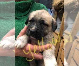 Great Pyrenees-Mastiff Mix Puppy for sale in BROOK COVE, NC, USA
